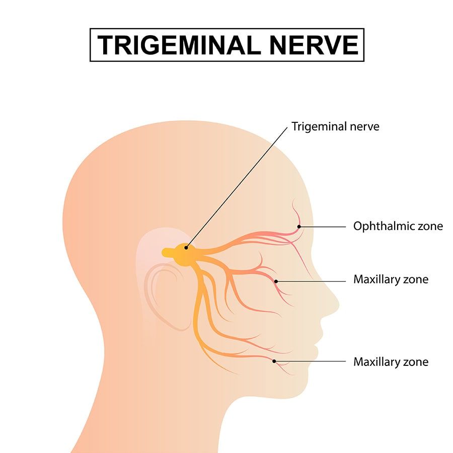 Trigeminal nerve anatomy 