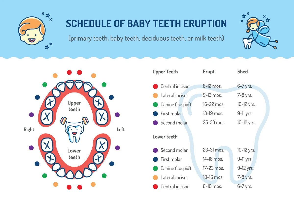 How Many Teeth Do Humans Have?