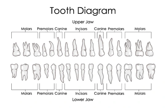 How Many Teeth Do Humans Have?